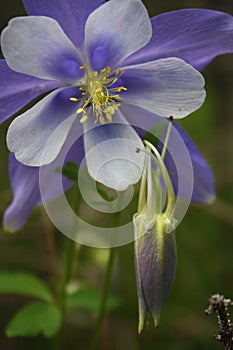 Blue Columbine flower in Colorado