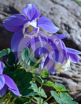 Blue Columbine flowers in bloom