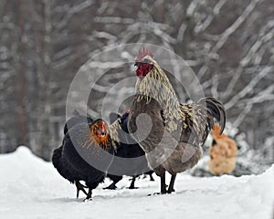 Blue combed rooster and chickens of old resistant breed Hedemora from Sweden on snow in wintery landscape. photo