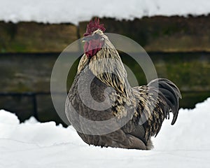 Blue combed rooster of old resistant breed Hedemora from Sweden on snow in wintery landscape.