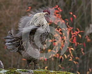 A blue combed rooster of the strong breed Hedemora photo