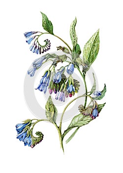 Blue comfrey flower vintage botanical style watercolor illustration. Hand drawn symphytum, medical herb with flowers and leaves. photo