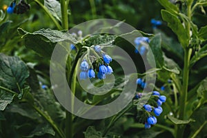 Blue comfrey flowers - ,Quaker comfrey, boneset, knitbone, slippery-root in bloom