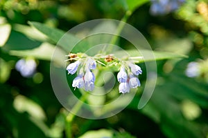 Blue comfrey flowers - Quaker comfrey, boneset, knitbone, slippery-root in bloom