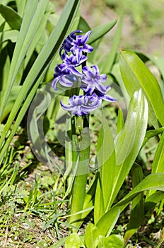 Blue common hyacinth in garden