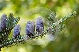 Blue cones on a fir branch. Alpine abies lasiocarpa Evergreen coniferous tree with needles and beautiful cones with purple tint