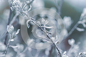 Blue cool tone tiny beautiful romantic wedding lovely branch with leaves on blur background natural macro wallpaper