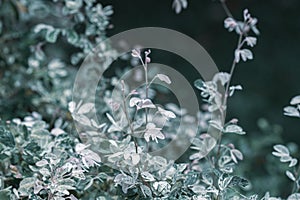 Blue cool tone tiny beautiful romantic wedding lovely flowers and leaves on blur natural background macro