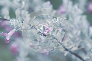 Blue cool tone tiny beautiful romantic wedding lovely flowers and leaves on blur natural garden background macro