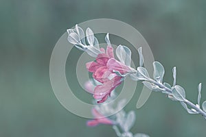 Blue cool tone tiny beautiful romantic wedding lovely pink flowers and leaves on blur background macro