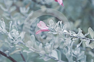 Blue cool tone tiny beautiful romantic wedding lovely pink flowers and leaves on blur natural garden background macro