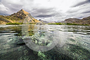 Blue coral reef under pacific ocean crystal water, Komodo, Indonesia