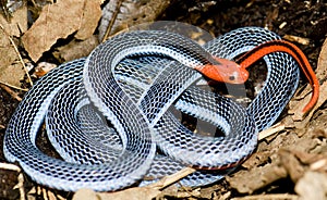 Blue coral snake