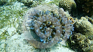 Blue Corals photo