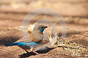 Blue cordon-bleu bird on the ground