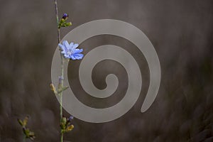 Blue corn flower with bokeh