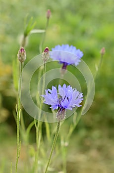 Blue corn flower Centaurea cyanus in green field