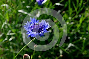 BLUE CORN FLOWER CLOSE-UP WITH INSECT