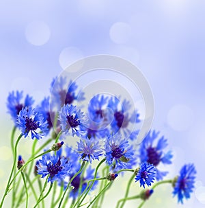 Blue corn flower in field