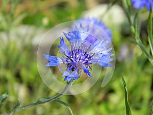 Blue corn flower