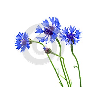 Blue corn flowers