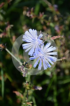 Blue corn flowers