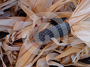 Blue corn, Zea mays