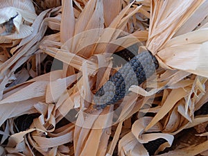 Blue corn, Zea mays photo