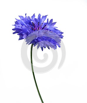 Blue cornflower
