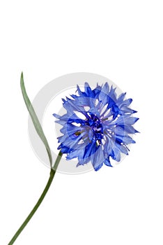 Blue cornflower