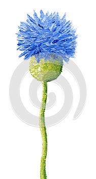 Blue cornflower