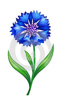 Blue cornflower