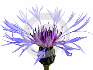 Blue cornflower