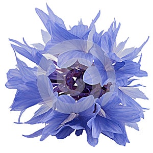 Blue cornflower