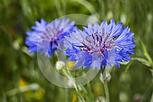 Blue cornflower