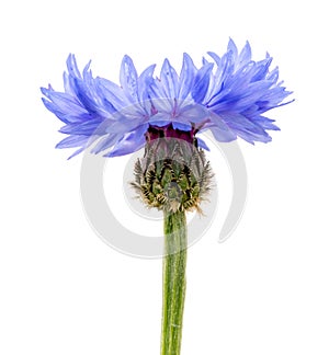 Blue cornflower or bachelor`s button Centaurea cyanus segetum flower side view isolated