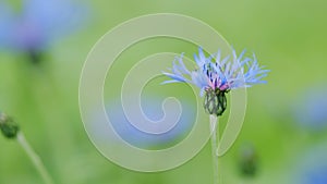 Blue cornflower blossom or centaurea cyanus. Cornflower herb or bachelor button flower in garden. Centaurea montana