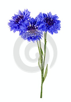 Blue cornflower bouquet isolated on white background