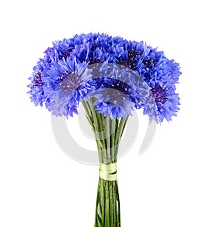 Blue cornflower bouquet isolated on white background