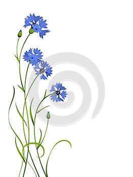 Blue cornflower bouquet pattern isolated
