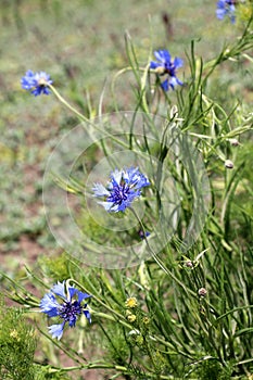 Blu non lo sa ()  fiori 