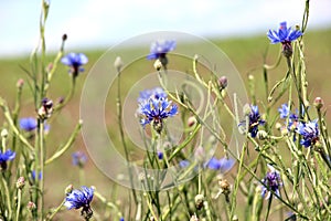 Azul no lo sabe ()  flores en 