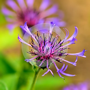 Blue Cornflower centaurea cyanus flower macro photo