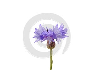 Blue cornflower Centaurea cyanus isolated on a white background