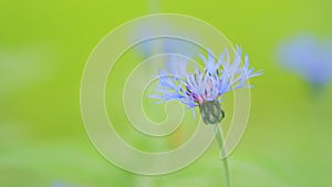 Blue cornflower Centaurea montana, also called bachelor button. Blue cornflower among the green grass. Slow motion.