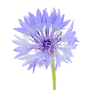 Blue Cornflower Close-Up on White Background