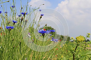 A blue cornflower closep in a field margin in holland and a blue sky photo