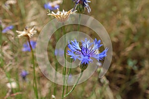 Blue cornflower with corn and grass in background