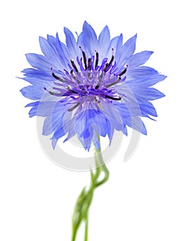 Blue cornflower Cyanus segetum