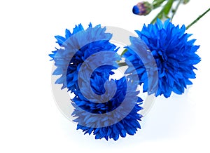 Blue Cornflower Flower